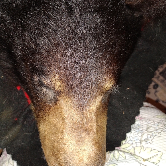 Taxidermy Large Brown Bear Rug, - Picture 16 of 16